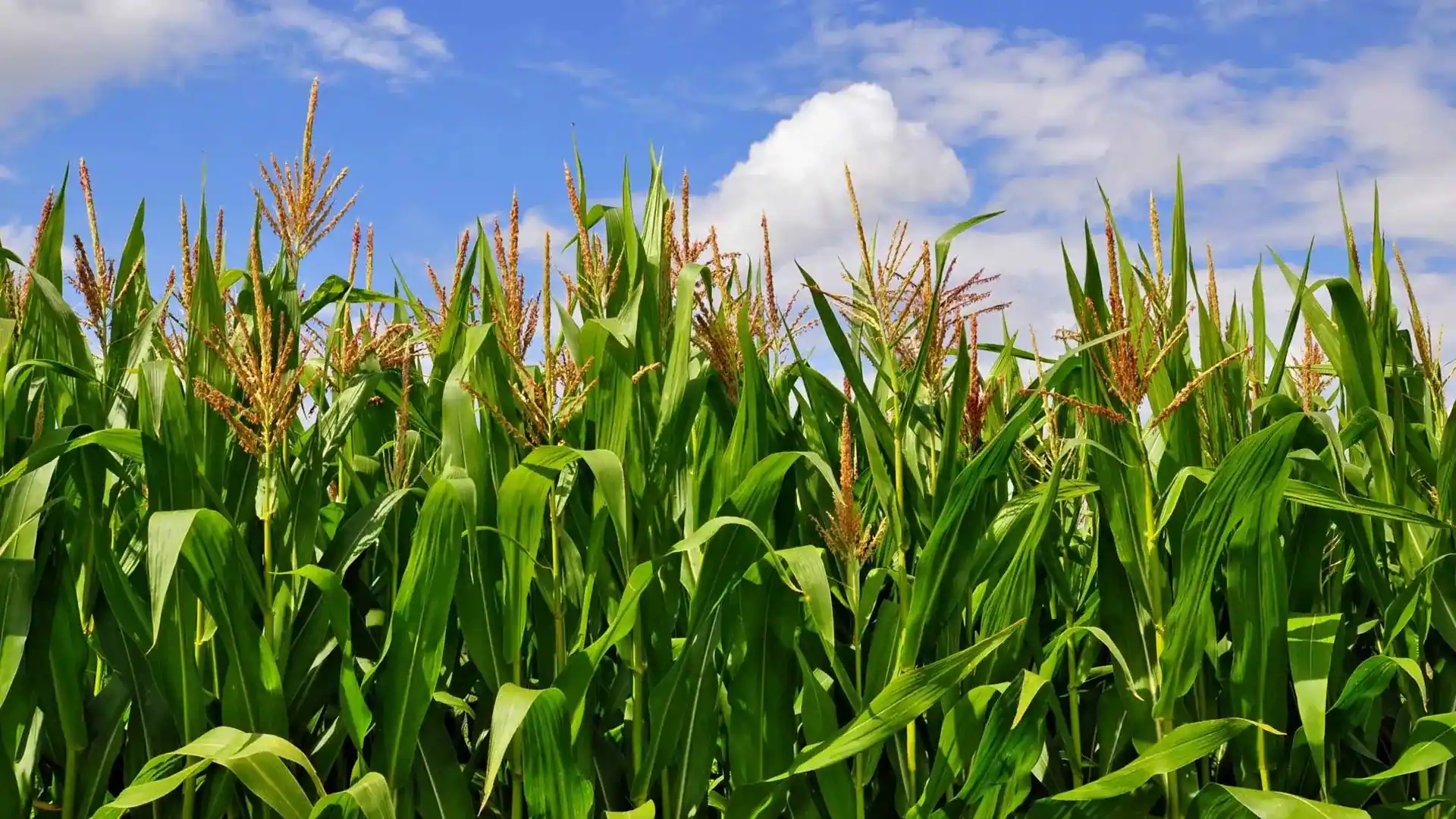 Agrosava Slajd Mogucnost Distribucije